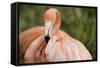 American Flamingo Taking Care of its Feathers-Joe Petersburger-Framed Stretched Canvas