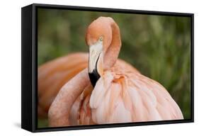 American Flamingo Taking Care of its Feathers-Joe Petersburger-Framed Stretched Canvas