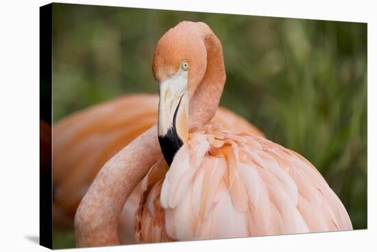 American Flamingo Taking Care of its Feathers-Joe Petersburger-Stretched Canvas