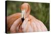 American Flamingo Taking Care of its Feathers-Joe Petersburger-Stretched Canvas