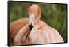 American Flamingo Taking Care of its Feathers-Joe Petersburger-Framed Stretched Canvas