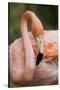 American Flamingo Taking Care of its Feathers-Joe Petersburger-Stretched Canvas