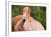 American Flamingo Taking Care of its Feathers-Joe Petersburger-Framed Photographic Print