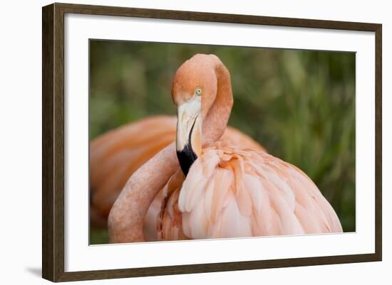 American Flamingo Taking Care of its Feathers-Joe Petersburger-Framed Photographic Print