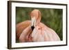 American Flamingo Taking Care of its Feathers-Joe Petersburger-Framed Photographic Print