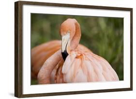 American Flamingo Taking Care of its Feathers-Joe Petersburger-Framed Photographic Print