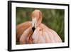 American Flamingo Taking Care of its Feathers-Joe Petersburger-Framed Photographic Print