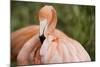 American Flamingo Taking Care of its Feathers-Joe Petersburger-Mounted Photographic Print