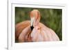 American Flamingo Taking Care of its Feathers-Joe Petersburger-Framed Photographic Print