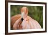 American Flamingo Taking Care of its Feathers-Joe Petersburger-Framed Photographic Print