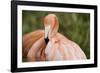 American Flamingo Taking Care of its Feathers-Joe Petersburger-Framed Photographic Print