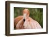 American Flamingo Taking Care of its Feathers-Joe Petersburger-Framed Photographic Print