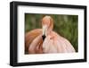 American Flamingo Taking Care of its Feathers-Joe Petersburger-Framed Photographic Print