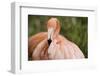 American Flamingo Taking Care of its Feathers-Joe Petersburger-Framed Photographic Print