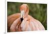 American Flamingo Taking Care of its Feathers-Joe Petersburger-Framed Photographic Print