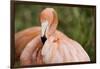 American Flamingo Taking Care of its Feathers-Joe Petersburger-Framed Photographic Print