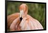 American Flamingo Taking Care of its Feathers-Joe Petersburger-Framed Photographic Print