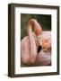 American Flamingo Taking Care of its Feathers-Joe Petersburger-Framed Photographic Print