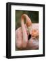 American Flamingo Taking Care of its Feathers-Joe Petersburger-Framed Photographic Print