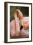 American Flamingo Taking Care of its Feathers-Joe Petersburger-Framed Photographic Print