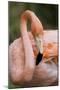 American Flamingo Taking Care of its Feathers-Joe Petersburger-Mounted Photographic Print