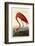 American Flamingo-John James Audubon-Framed Giclee Print