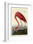 American Flamingo-John James Audubon-Framed Giclee Print