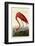 American Flamingo-John James Audubon-Framed Giclee Print