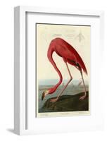 American Flamingo-John James Audubon-Framed Giclee Print