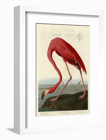 American Flamingo-John James Audubon-Framed Giclee Print