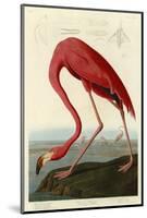 American Flamingo-John James Audubon-Mounted Giclee Print