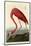 American Flamingo-John James Audubon-Mounted Giclee Print