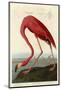 American Flamingo-John James Audubon-Mounted Giclee Print
