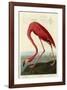 American Flamingo-John James Audubon-Framed Giclee Print