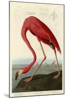 American Flamingo-John James Audubon-Mounted Giclee Print