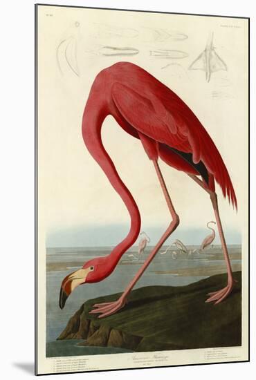 American Flamingo-John James Audubon-Mounted Giclee Print