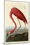 American Flamingo-John James Audubon-Mounted Giclee Print