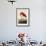 American Flamingo-John James Audubon-Framed Art Print displayed on a wall