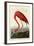 American Flamingo-John James Audubon-Framed Art Print