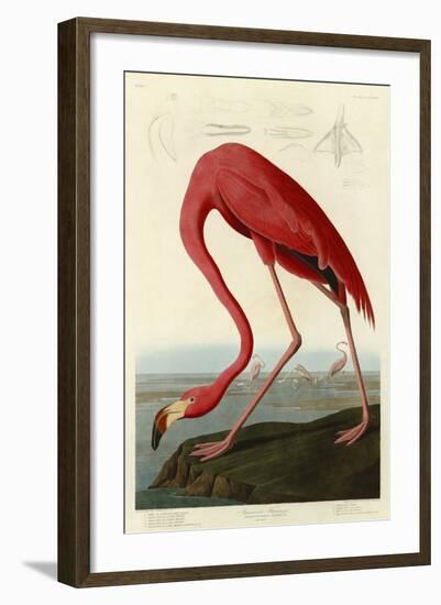 American Flamingo-John James Audubon-Framed Art Print