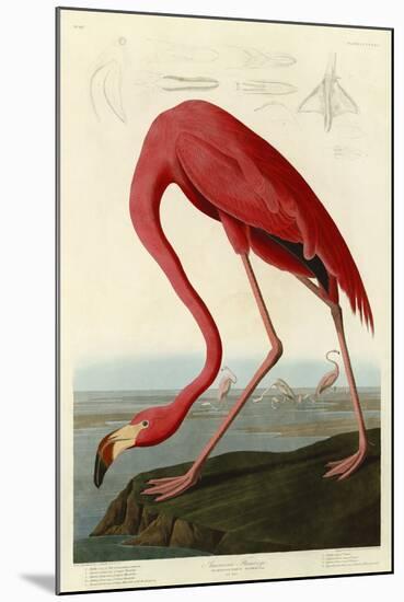 American Flamingo-John James Audubon-Mounted Art Print