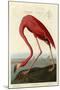 American Flamingo-John James Audubon-Mounted Art Print