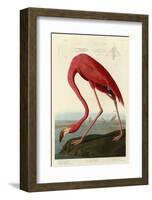 American Flamingo-John James Audubon-Framed Art Print