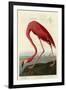 American Flamingo-John James Audubon-Framed Art Print