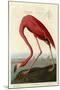 American Flamingo-John James Audubon-Mounted Art Print