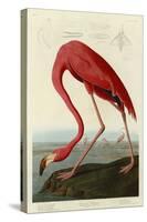 American Flamingo-John James Audubon-Stretched Canvas