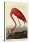 American Flamingo-John James Audubon-Stretched Canvas