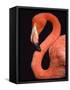 American flamingo-Herbert Kehrer-Framed Stretched Canvas