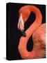 American flamingo-Herbert Kehrer-Stretched Canvas