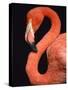 American flamingo-Herbert Kehrer-Stretched Canvas